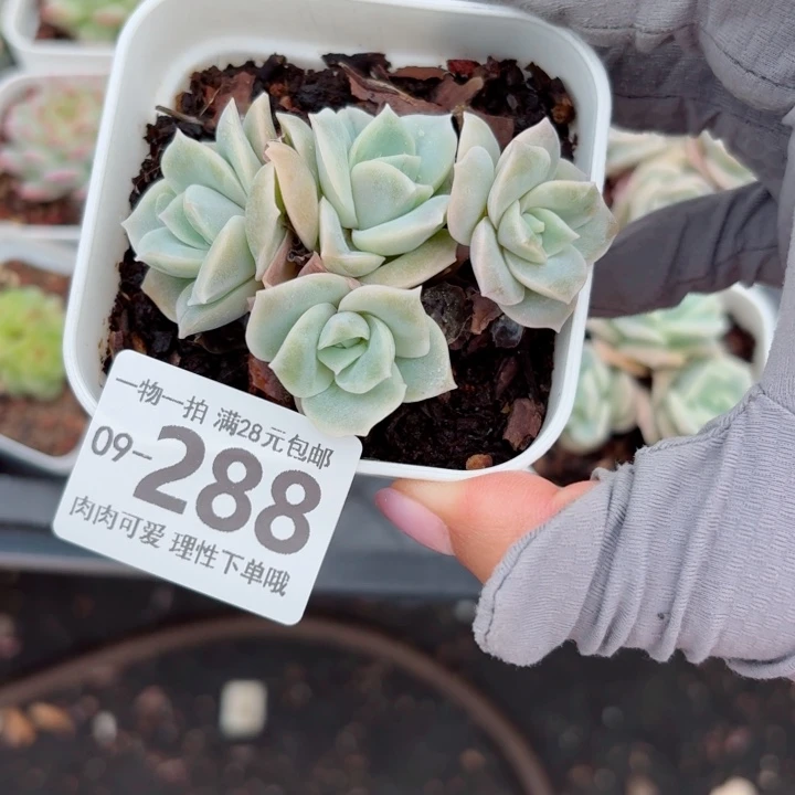 可爱玫瑰无盆土发货多肉多
