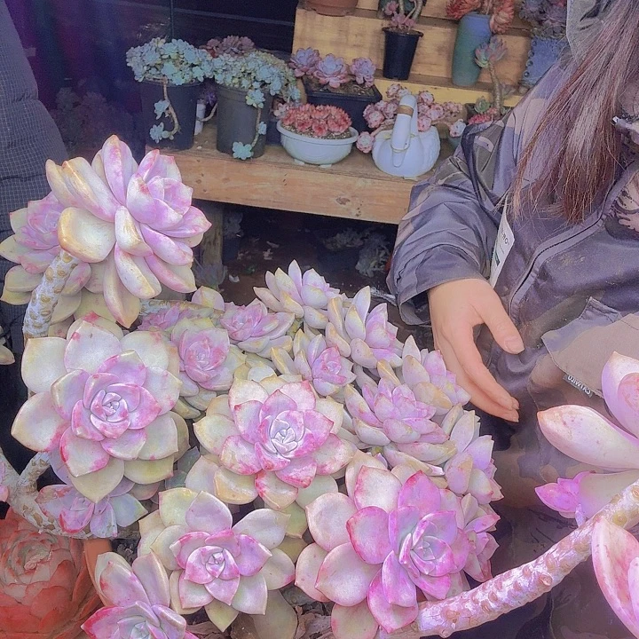 大紫乐多肉植物发物流