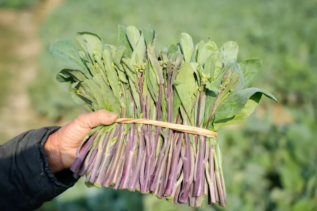 优信潮蔬【新鲜红脚芥兰/省内京东包邮】现摘现发净重5斤潮汕本地菜