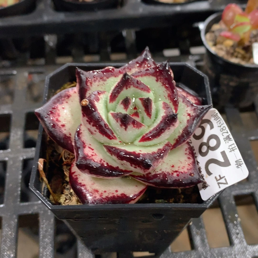 肉萌萌拇指盆精控多肉ZF289