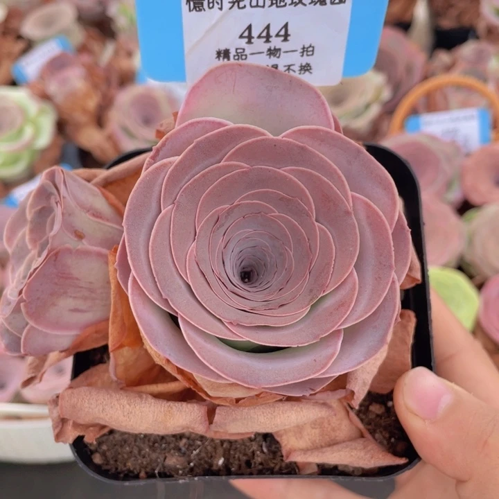 山地玫瑰444裸根发货不售后