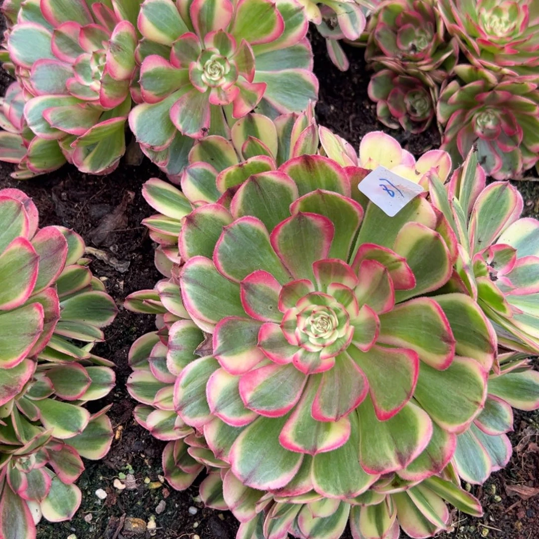 87海神多肉嘻嘻嘻25