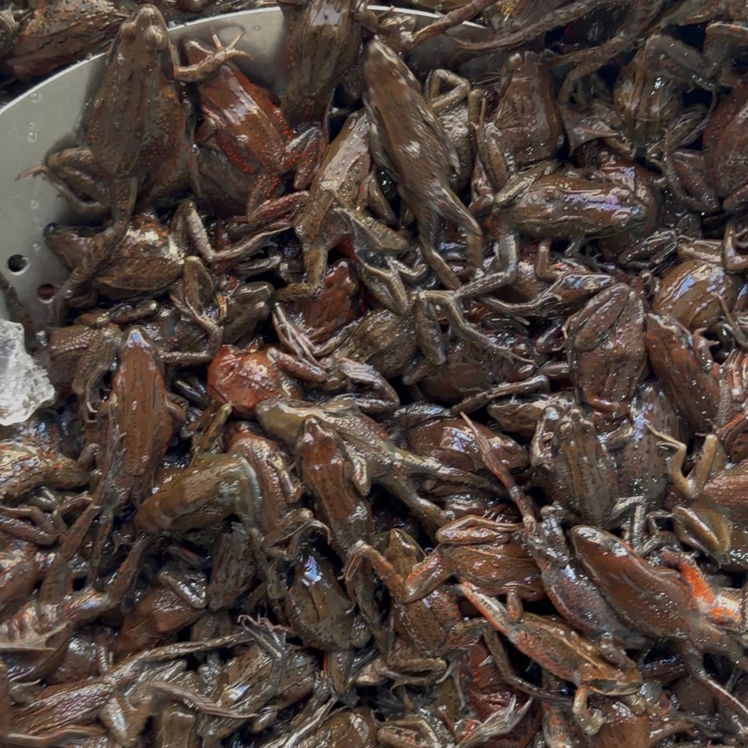 黑龙江特产哈士码小中母一斤约60个头左右 活体发出，收货后不保活