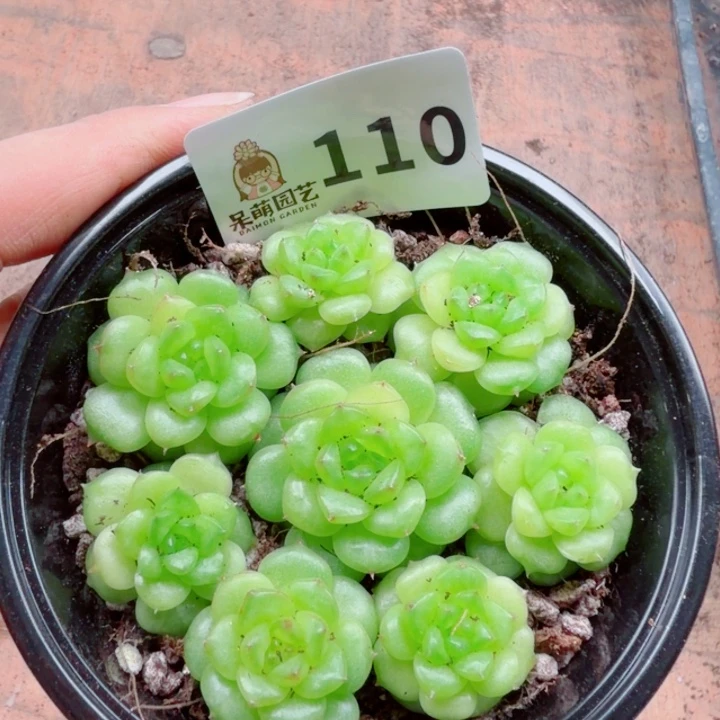 多肉植物多肉植物