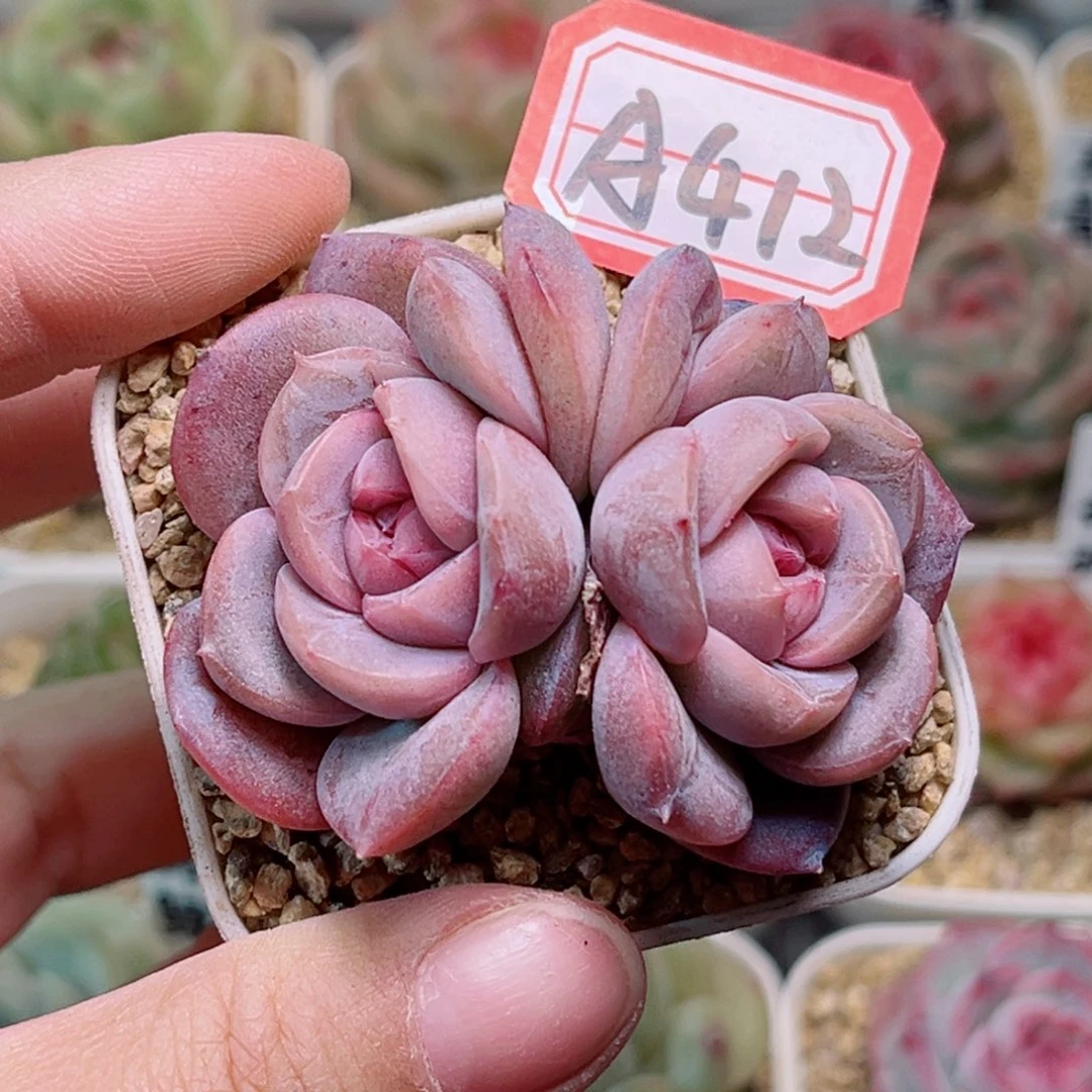 A412一物一拍 早樱