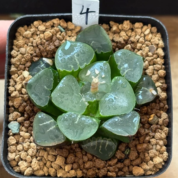 30号姬翠寿优选一物一拍带盆3月1号更新