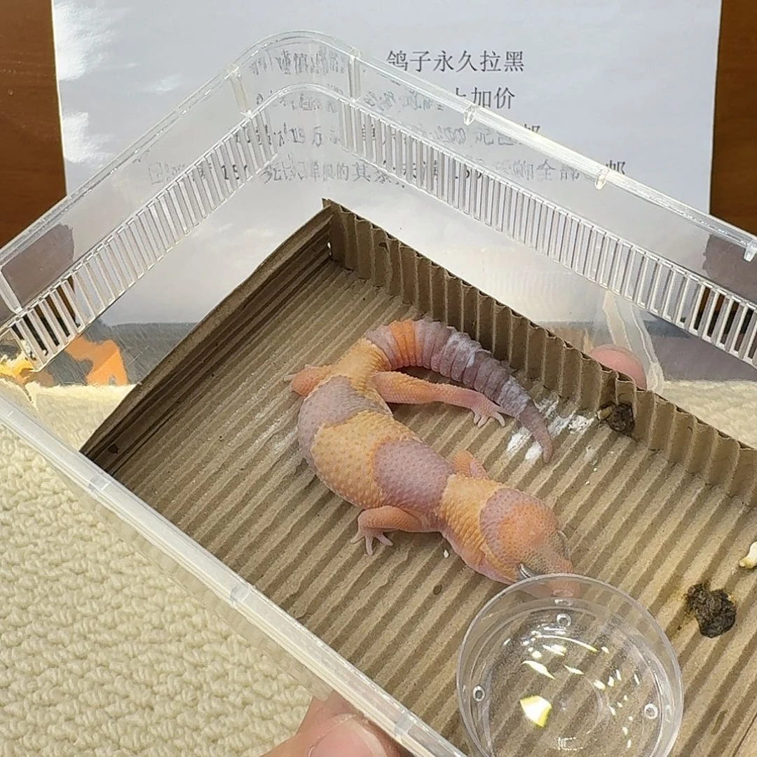 肥尾守宫玫瑰血线 橘白 妹妹