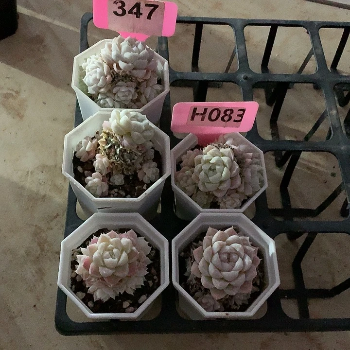 ?*?5颗月影6-7cm不包整群