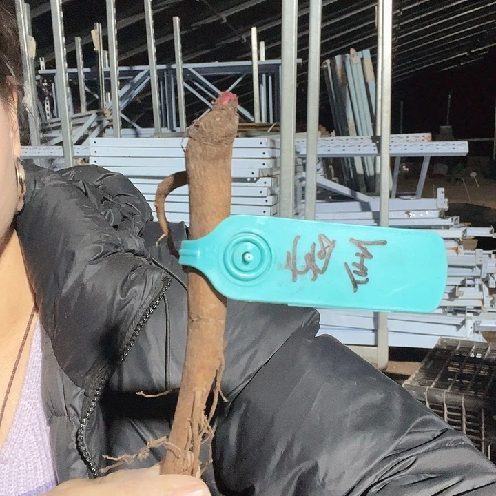 当前无花栽培后可以开花帕金