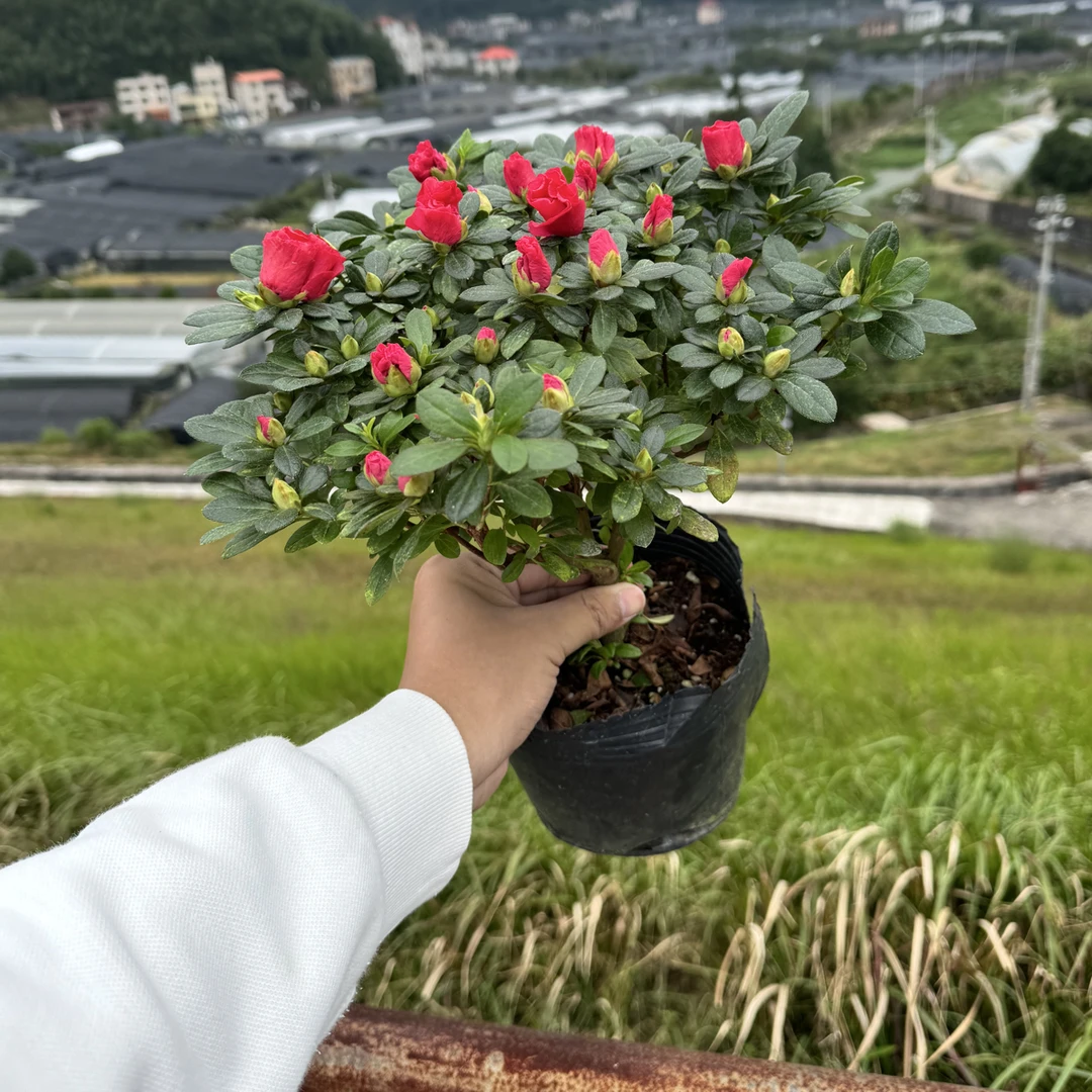 红宝石杜鹃花3年苗盆栽带花苞四季开花室内外阳台好养易活花卉