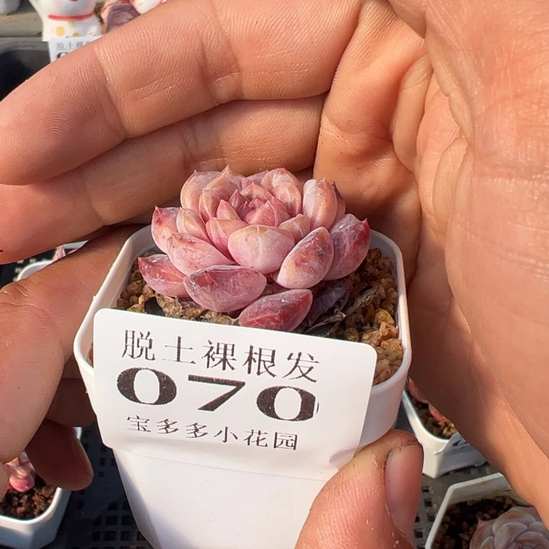 有瑕疵多肉满28包邮脱土发