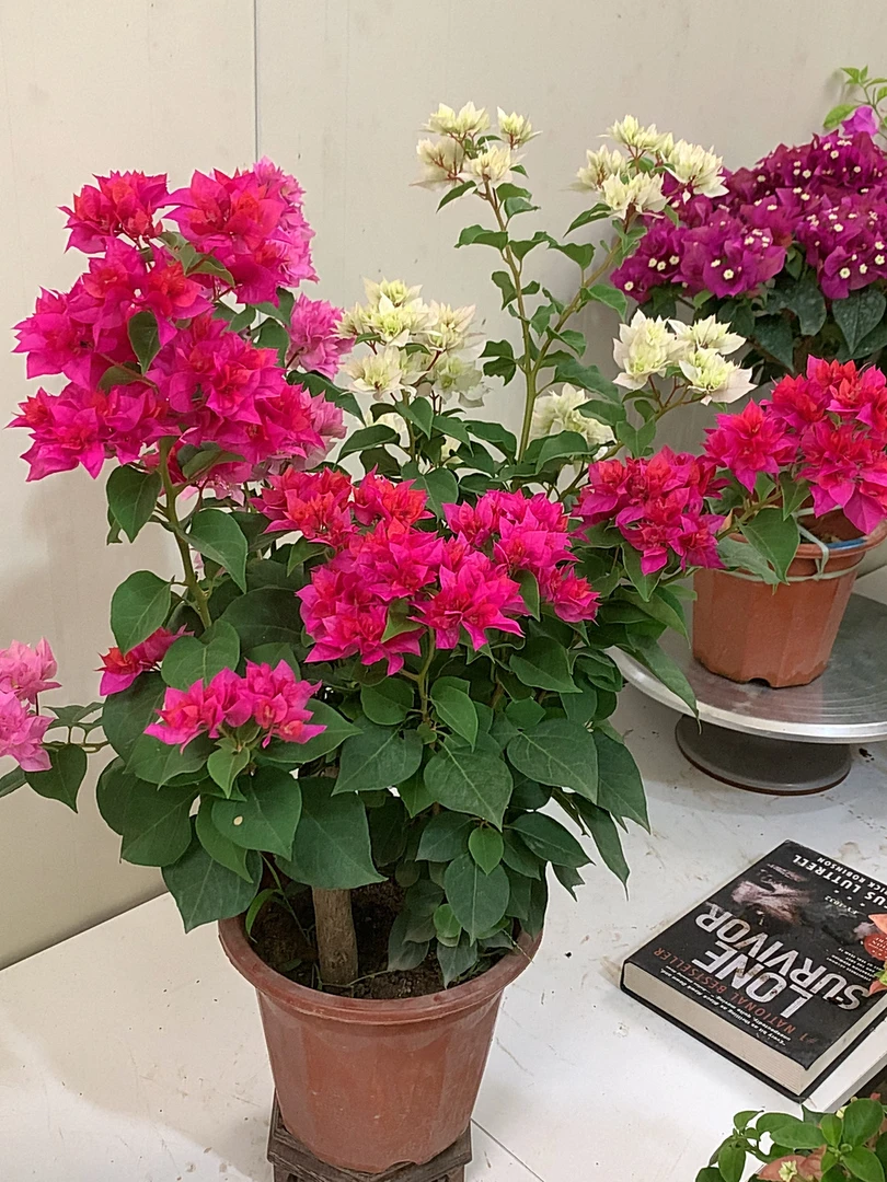 重瓣三色多色奇花组合四季勤花三角梅绿植