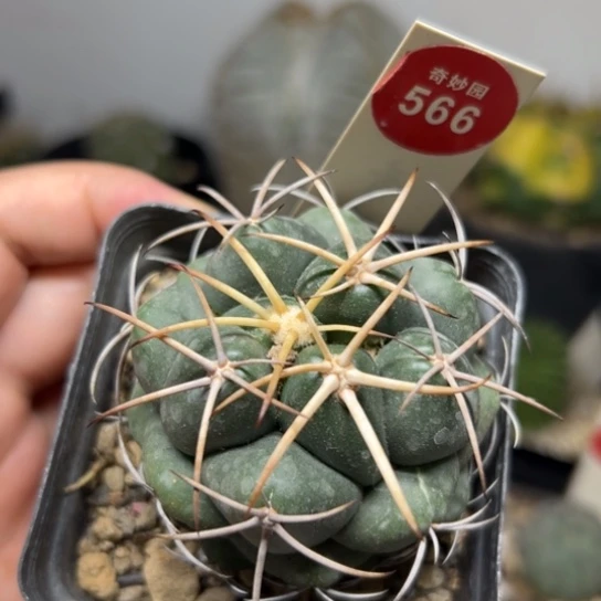 实生安宅象牙5.5cm