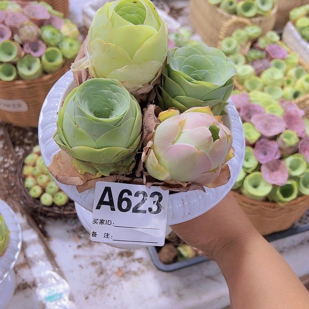 623大玫瑰4个品种送盆