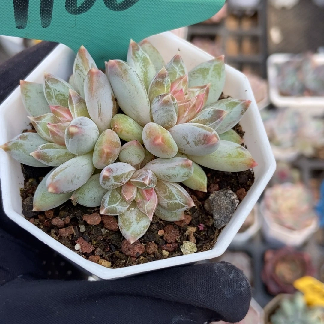 1106伊丽莎白多肉植物多肉