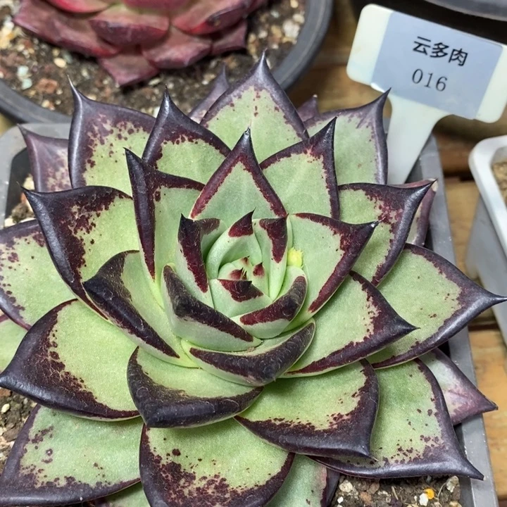 D016- 直播福利 乌木