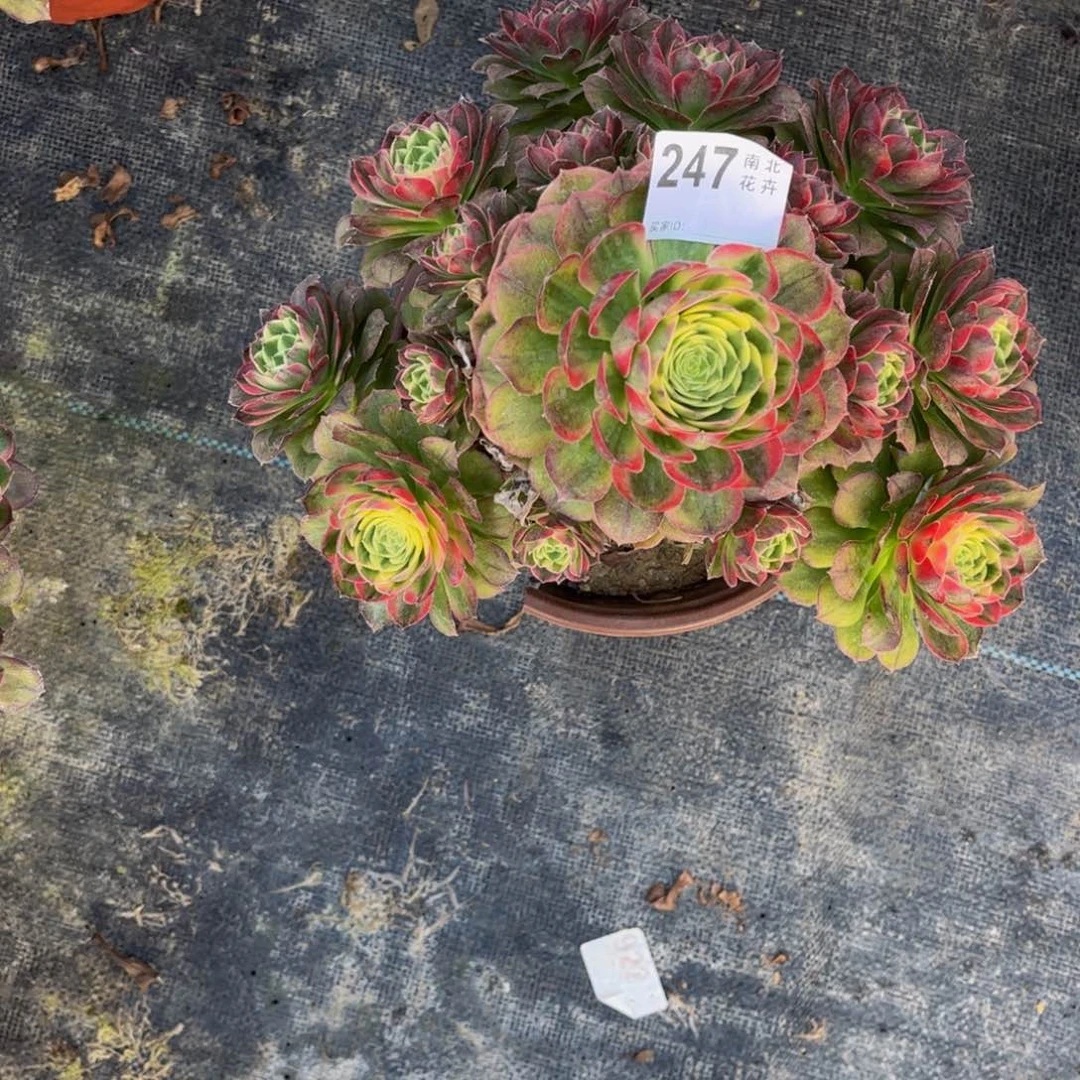 值****人多肉海王000000247