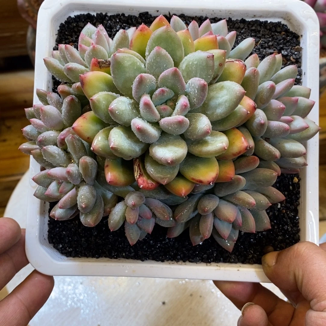 薪水手捧多肉植物