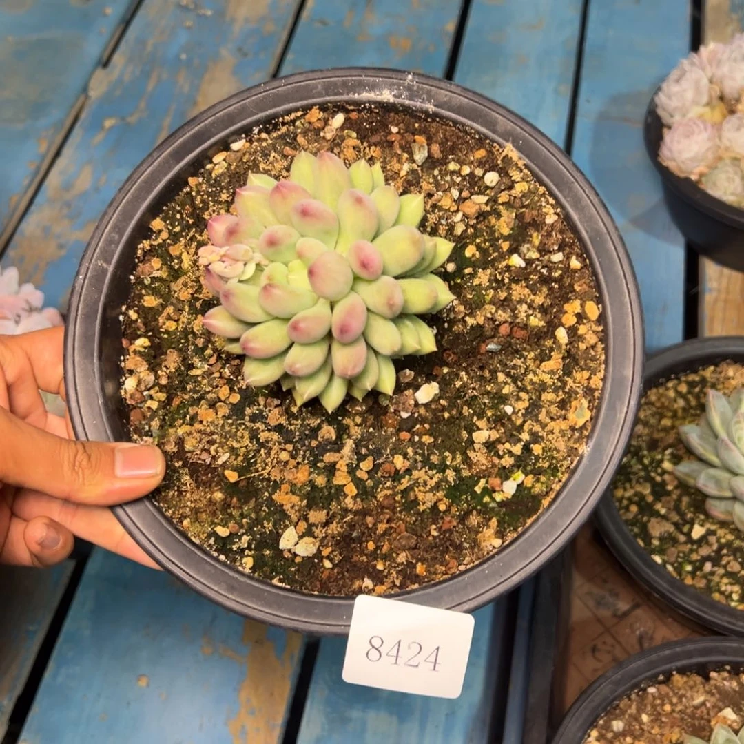 8424肉多哦多哦哟肉