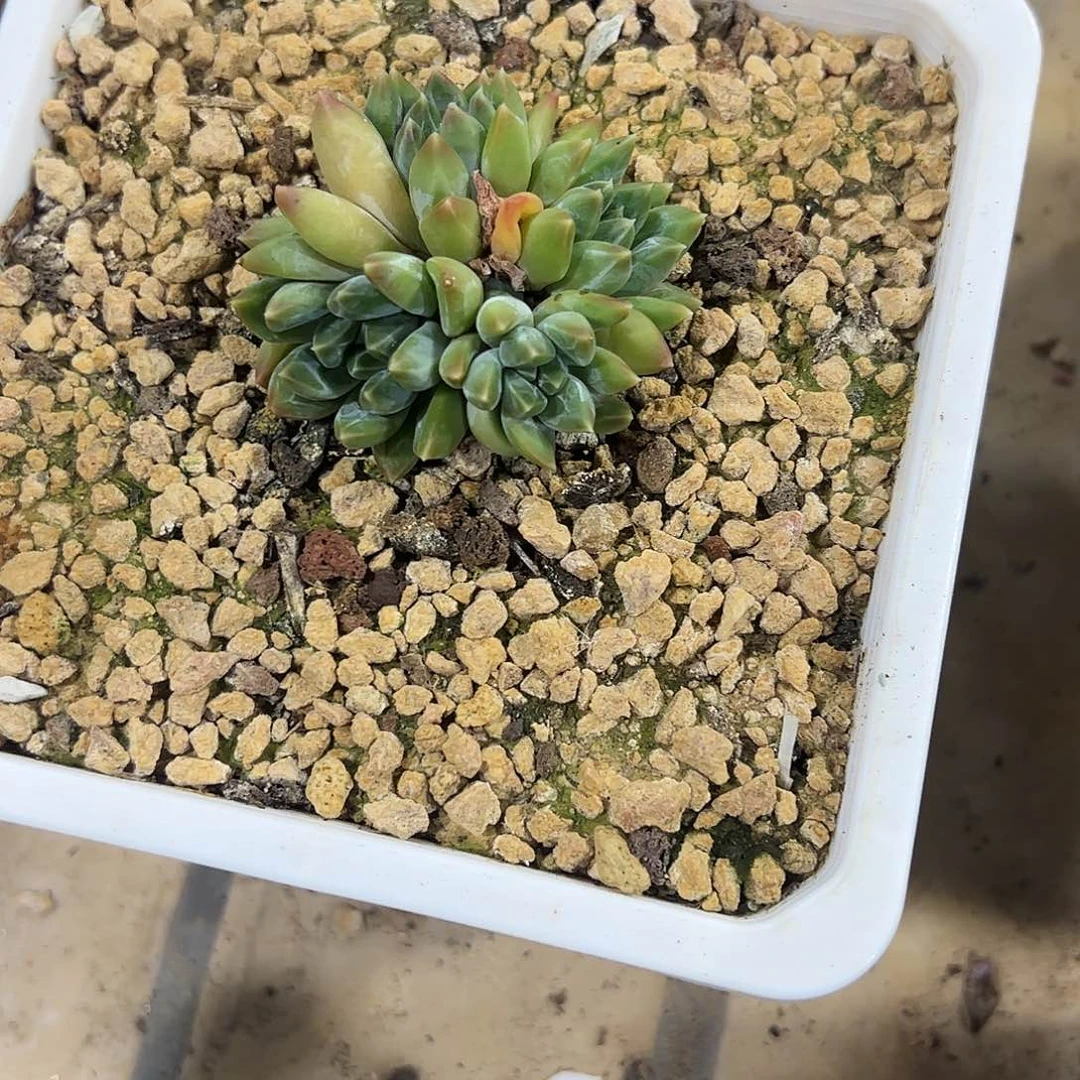 陨石小群多肉植物