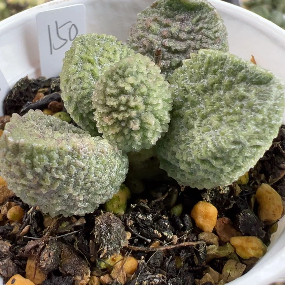 实生新品多肉植物水泡多肉植物水泡