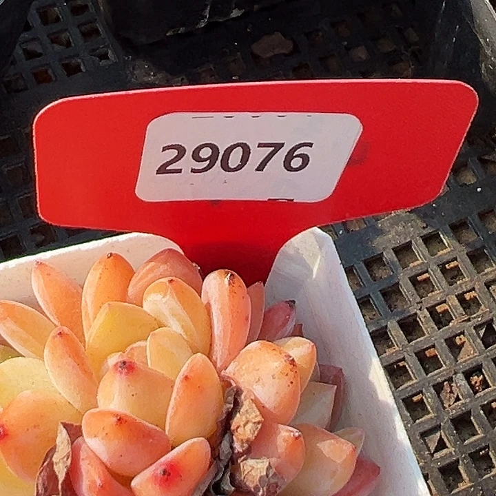 用***8糖心      29076号