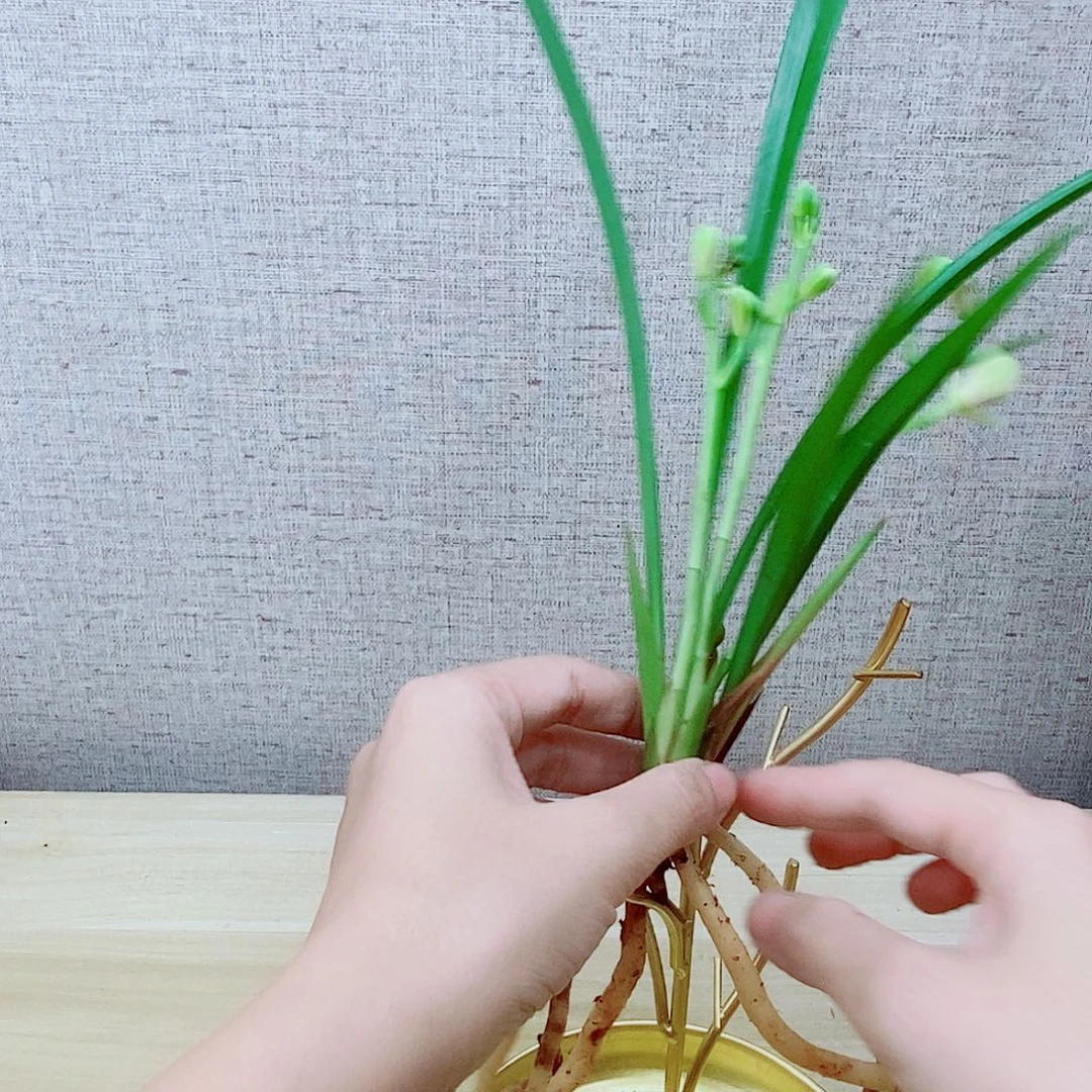 当前无花栽培后可以开花夏