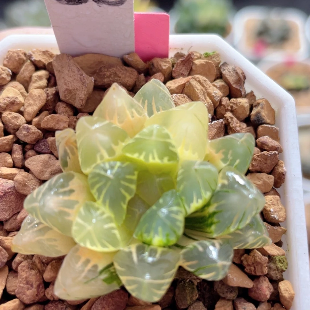 30糊斑老川锦。