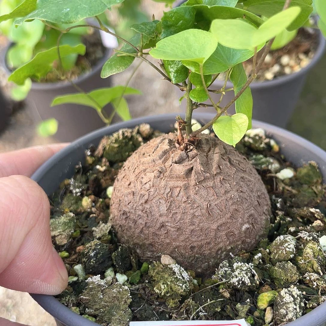 龟甲龙一物一拍049号5.7cm