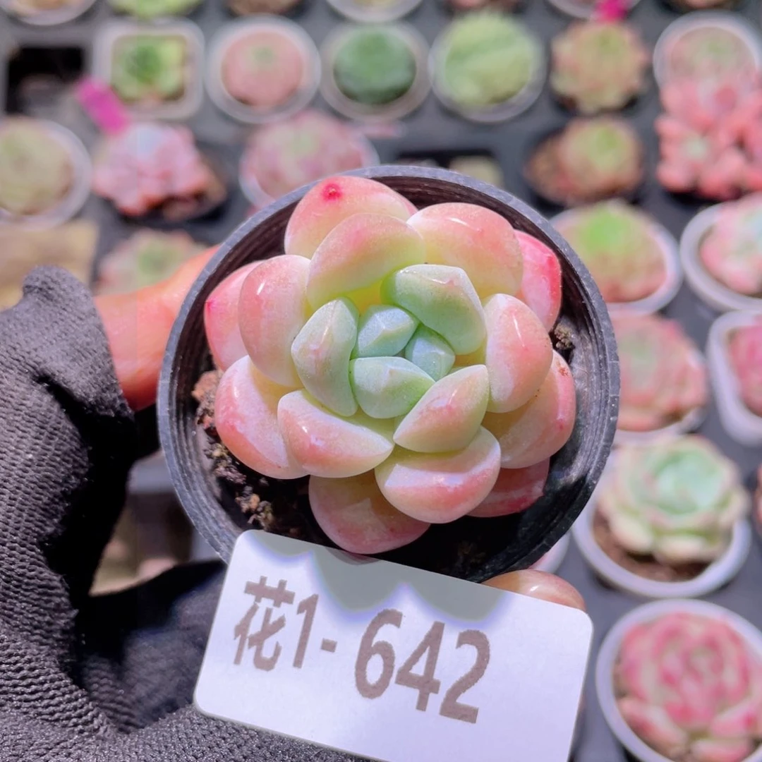 花利美1-642皓月