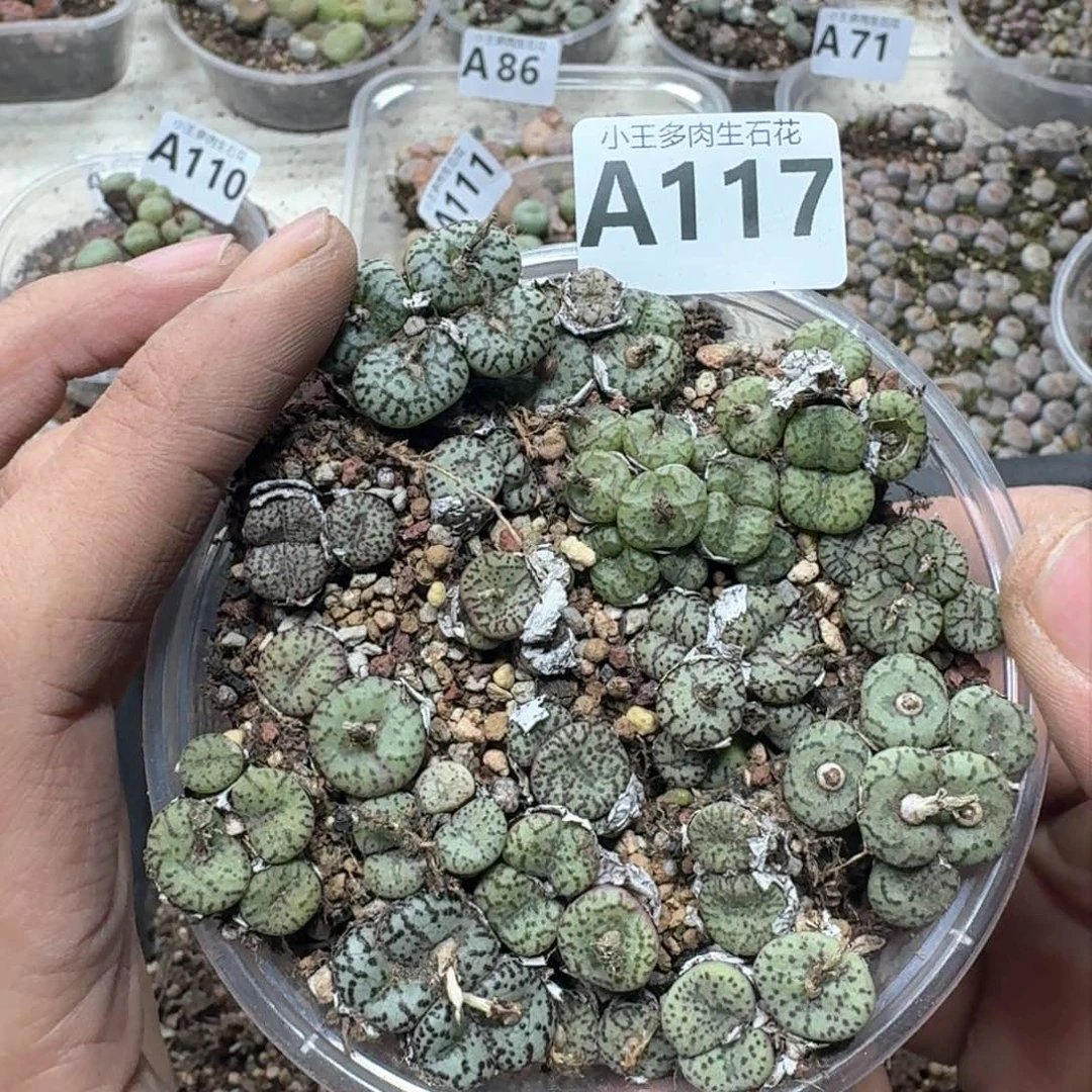 A117。安贞一大盒福利