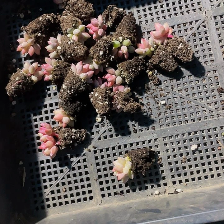 梅*板95号筐20颗虞美人