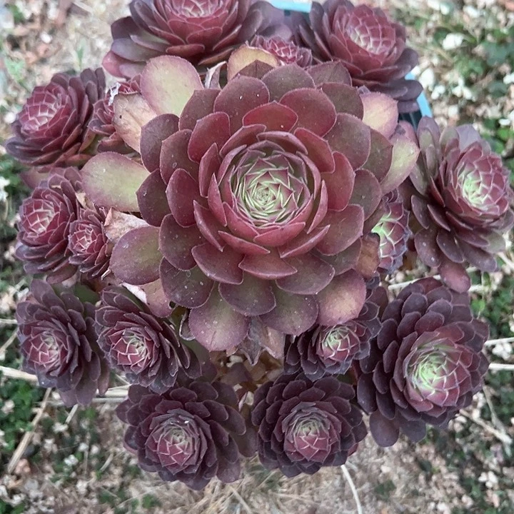 0217红魔多肉植物