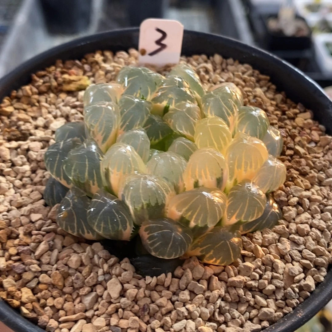 3湖斑湖水玉露锦一物一图