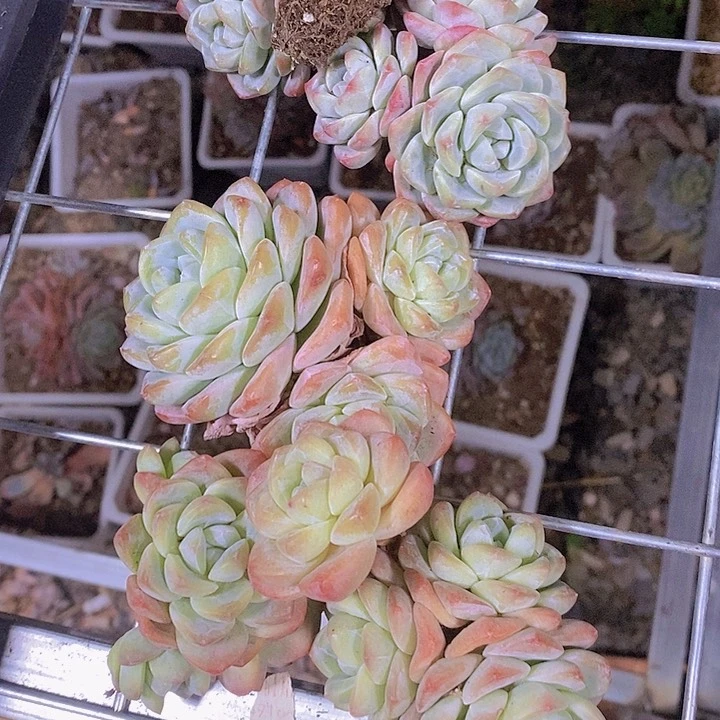 正版冰玉系列包邮5颗