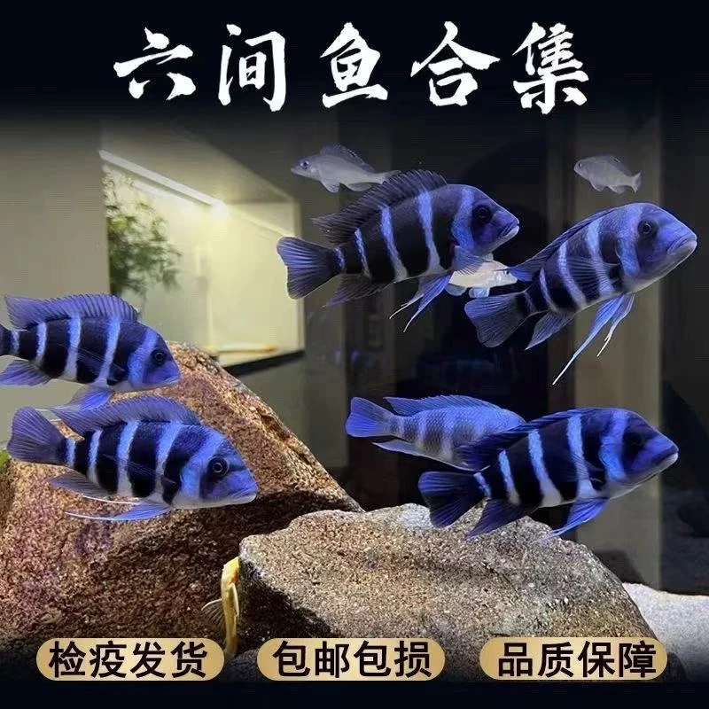 萨伊蓝鱼幼苗三湖慈鲷鱼观赏鱼马鲷混养活体王子小型热带淡水鱼苗