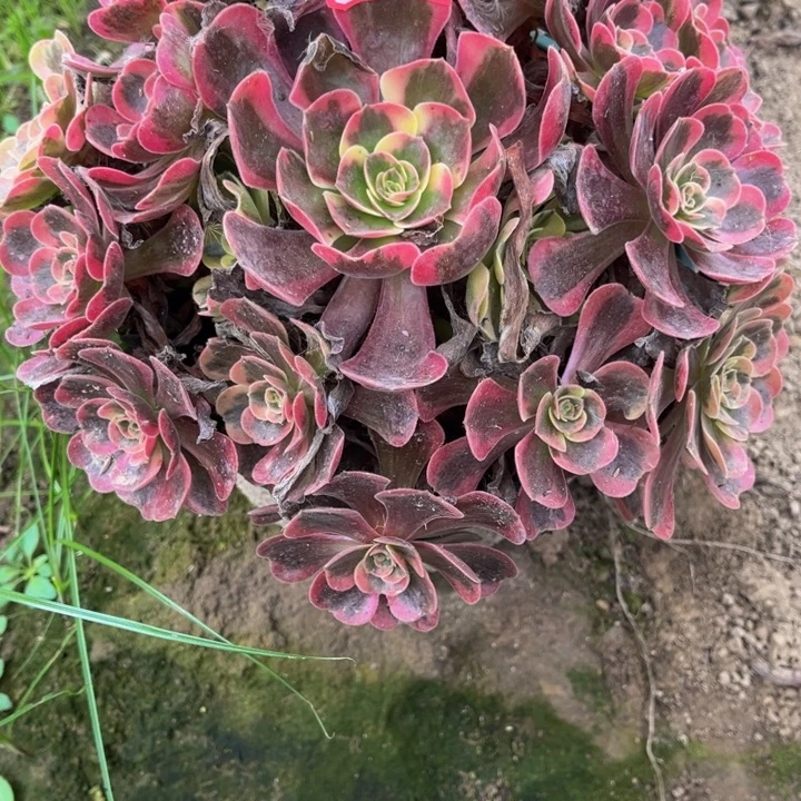 103爱神多肉植物法师
