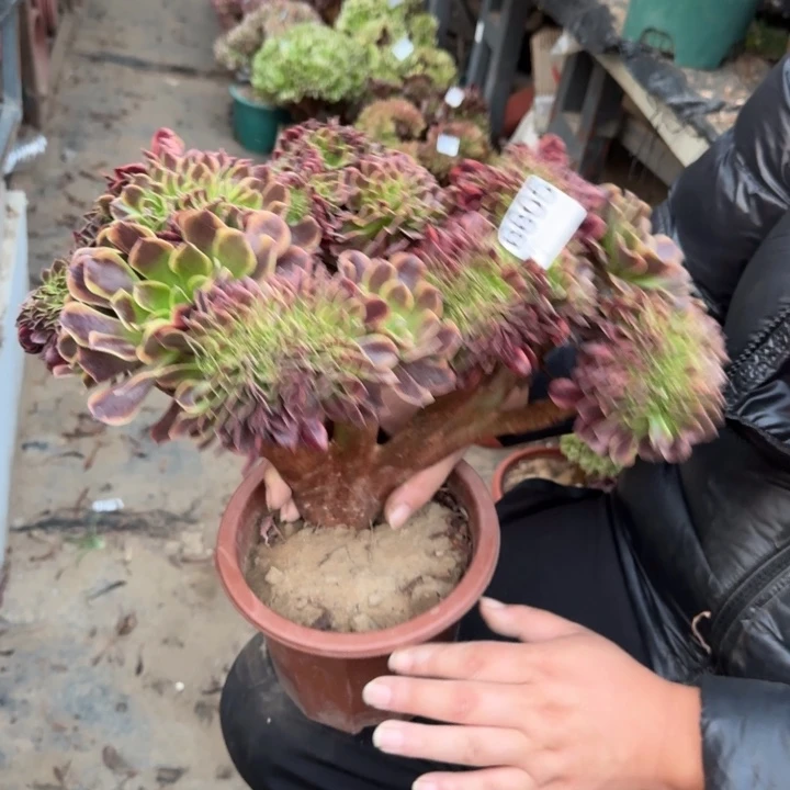 欧嘉莉法师锦缀化805