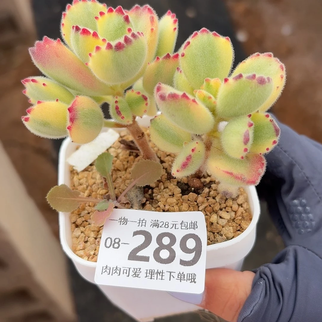 白熊无盆无发货无