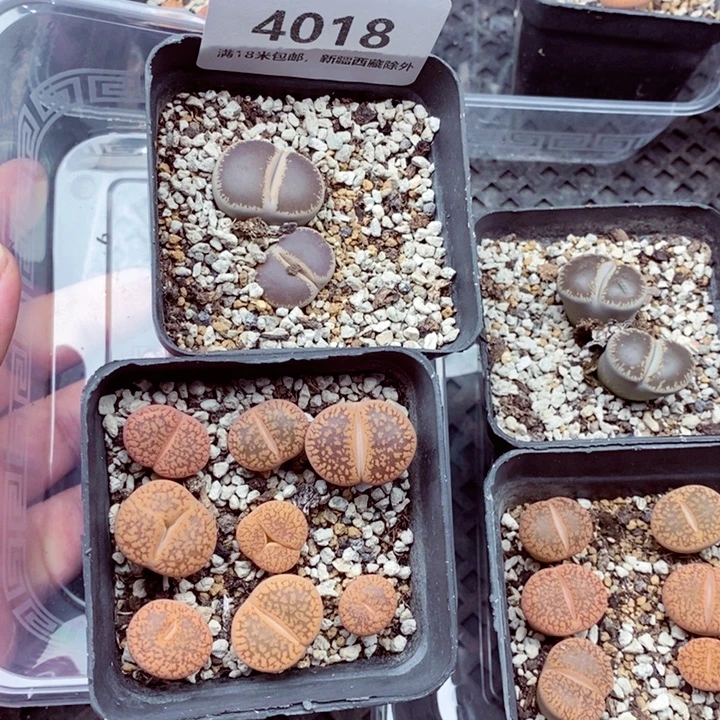 4018。
