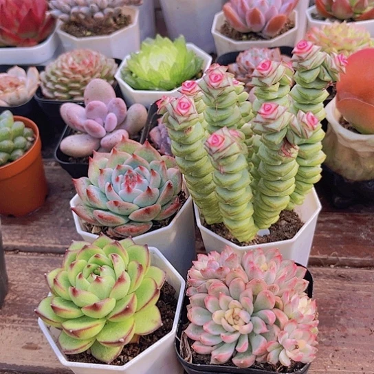 吉娃娃➕钱串锦➕月亮石➕女雏锦