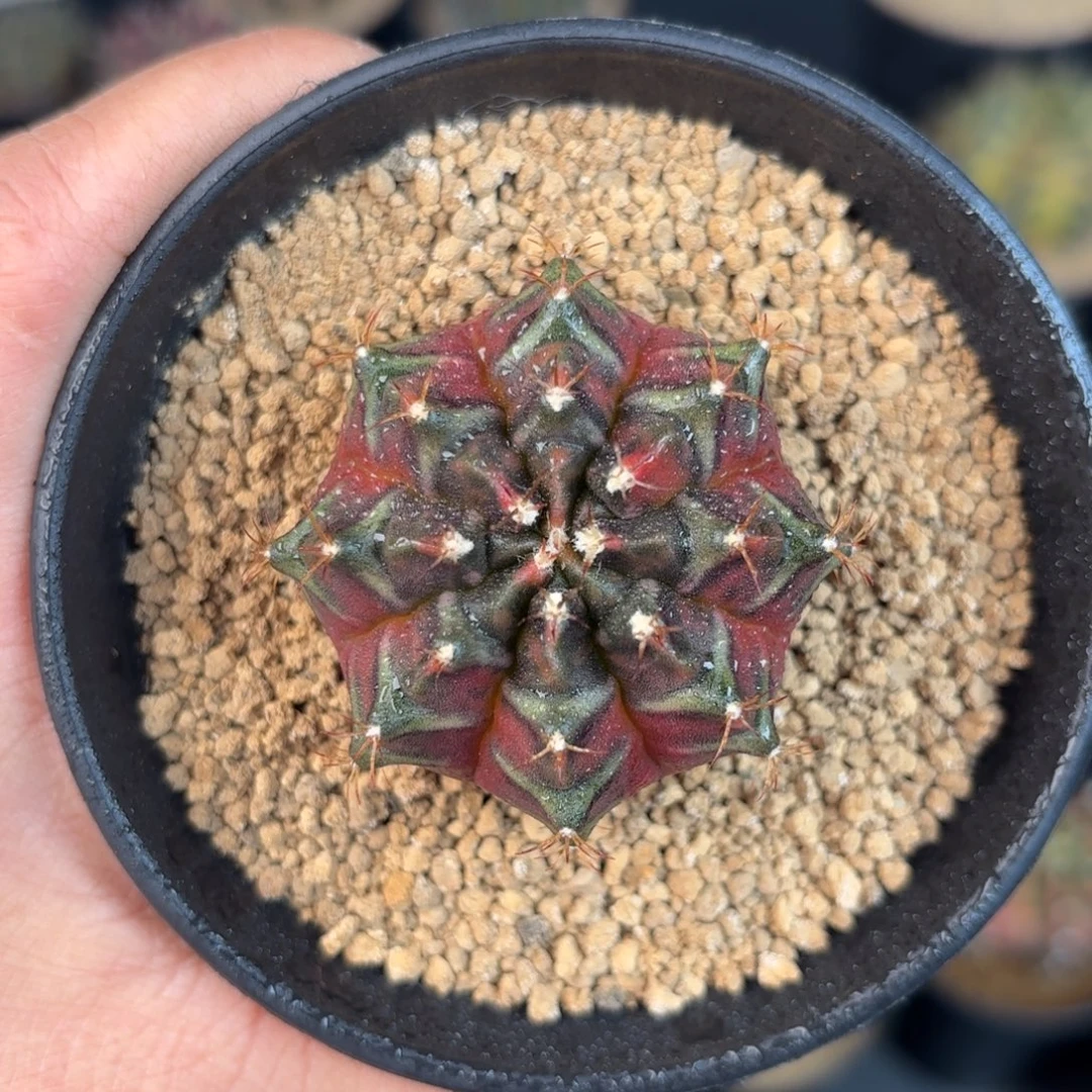 泰系米哈sos后代实生181