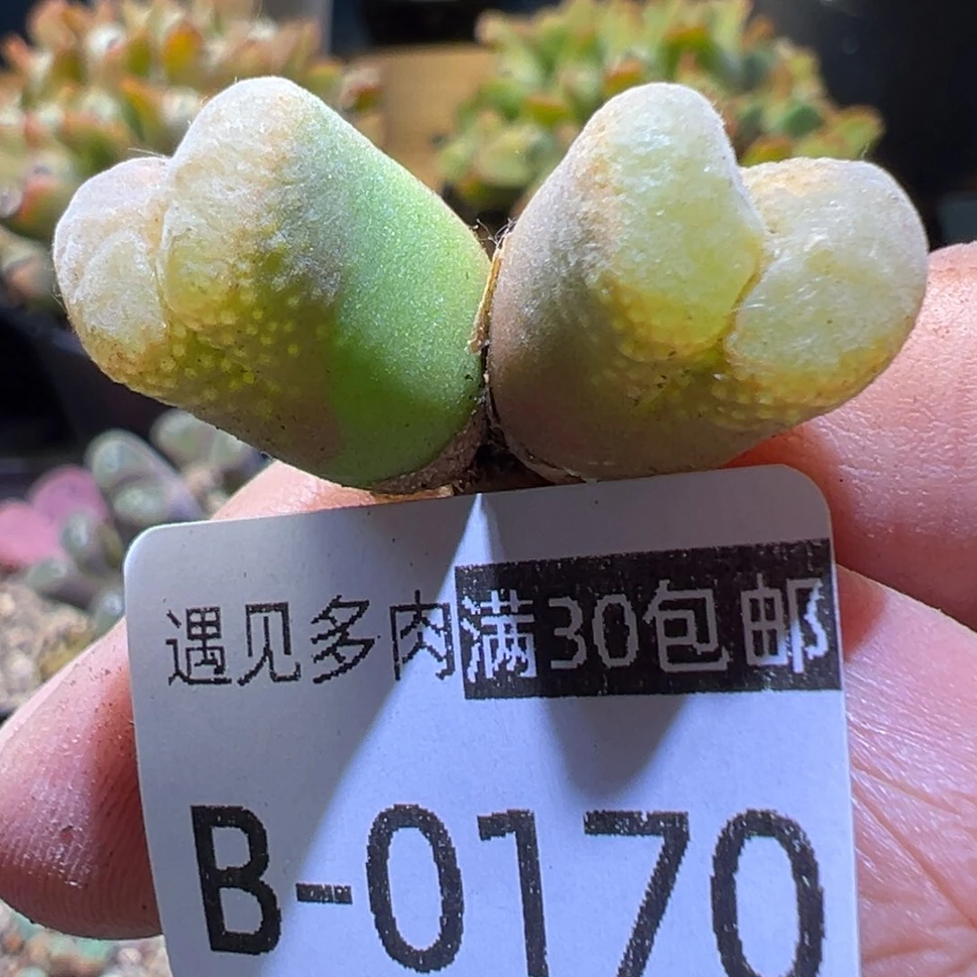 多肉植物11111111111111111