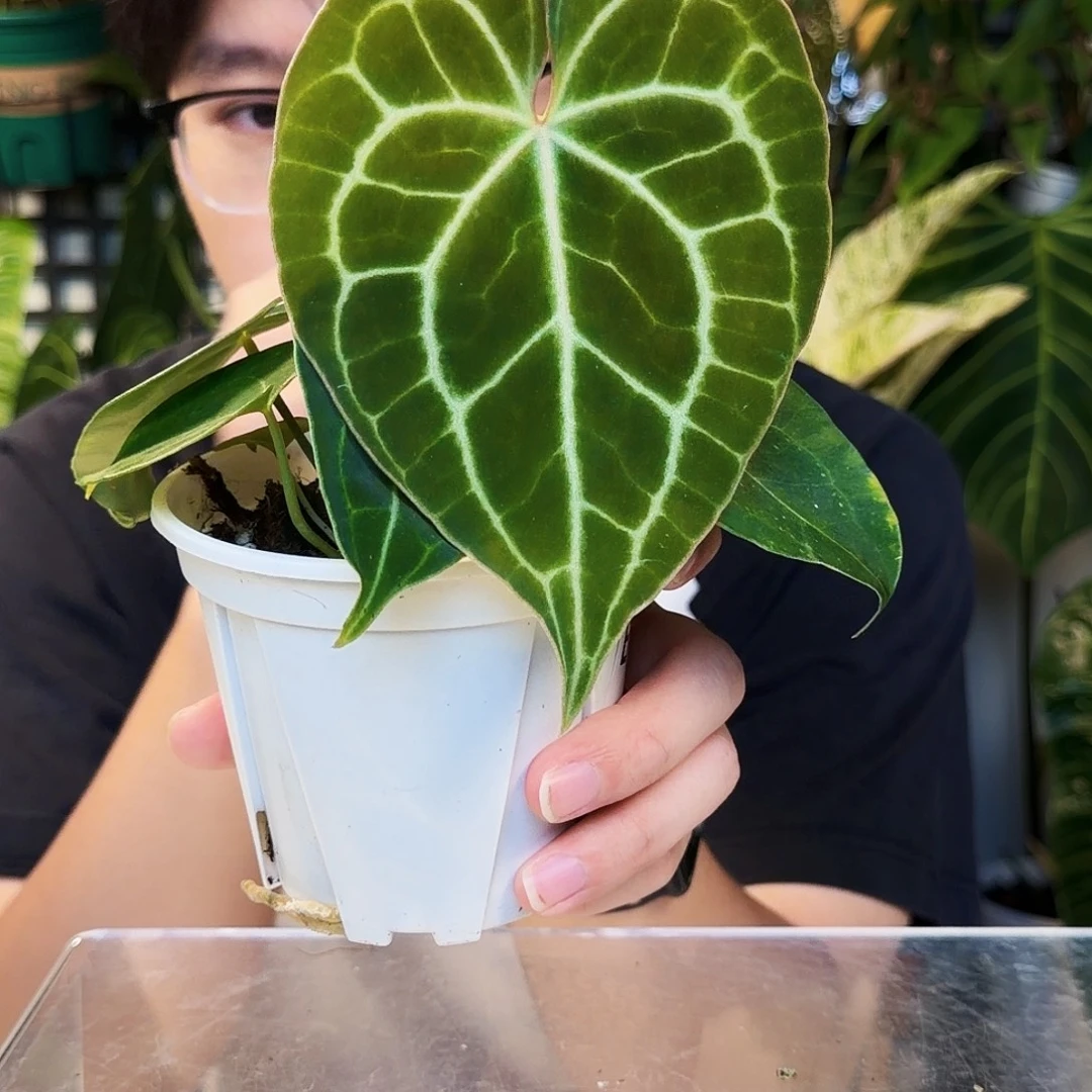 不开花植物E111  晨雾