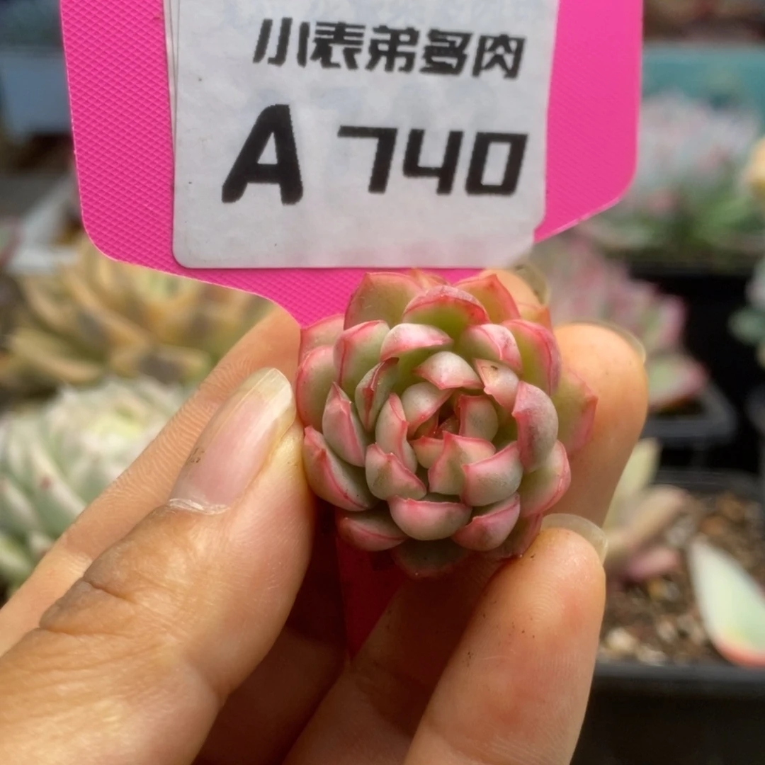 740白覆轮梦幻玫瑰侧芽锦锦锦锦锦锦