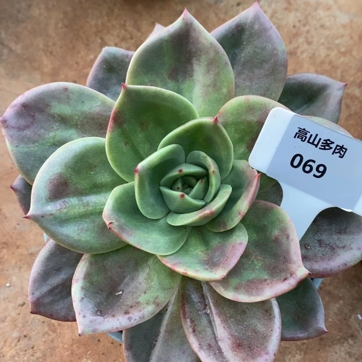 D069- 直播福利 狮子王