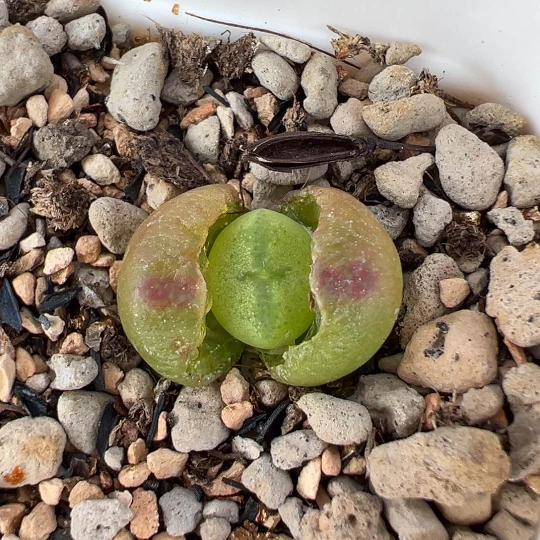 星星眼桃实生多肉