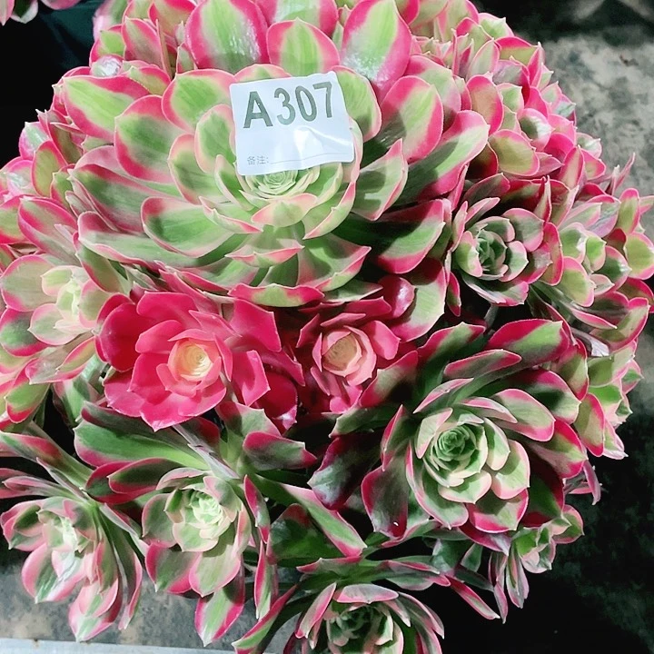 粉女郎………………307