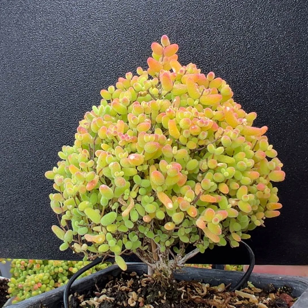 dy5646精控圣诞树蜜橘糖球冠幅7.5cm