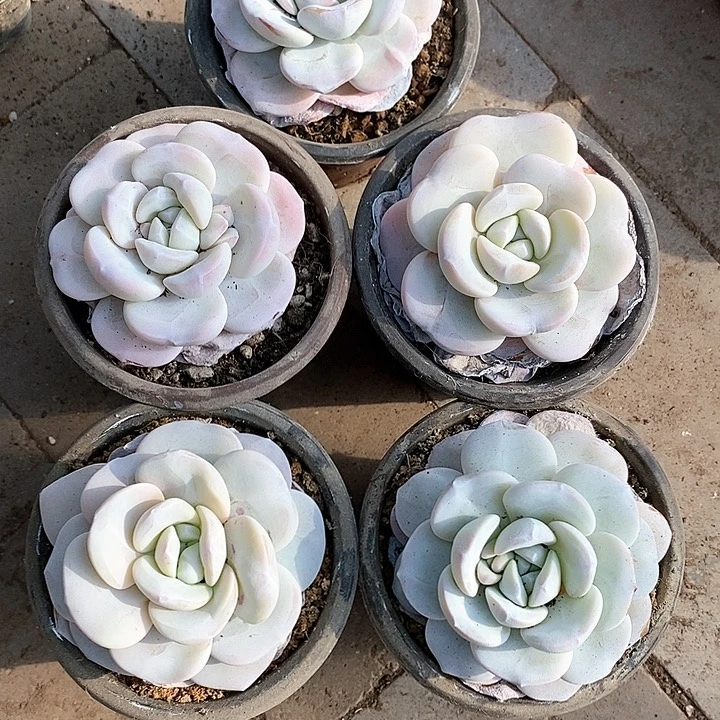 蓝**姐25-21好直播间一物一拍雪